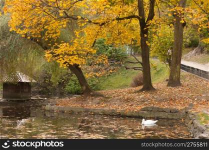 Lake with a swan in autumn park. The Lvov park