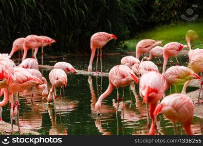 Lake with beautiful pink flamingos surrounded with lush plants in sunny day.. Lake with beautiful pink flamingos surrounded with lush plants in sunny day
