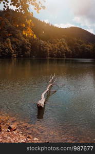 lake with brown trees in autumn, autumn colors in the nature