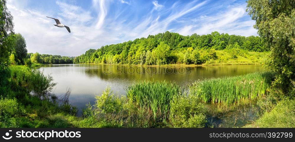Lake with green trees on the shore and a bird in the sky. Summer landscape. The concept of privacy, travel and freedom.. Lake with green trees on shore and bird in sky