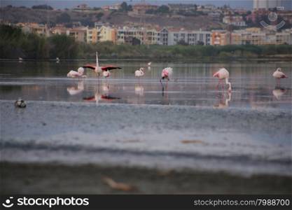 Lake with pink flamingos in Cagliari, Sardinia