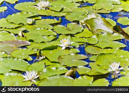 Lake with water lilies in summer sunny day