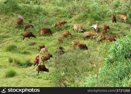 LAM DONG, VIET NAM- NOVEMBER 28: People herd a flock of oxen (cows) and let them graze grass on large grassland at the hill in Lam Dong, Viet Nam on November 28, 2013