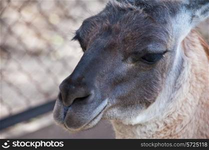 Lama animal close up portrait