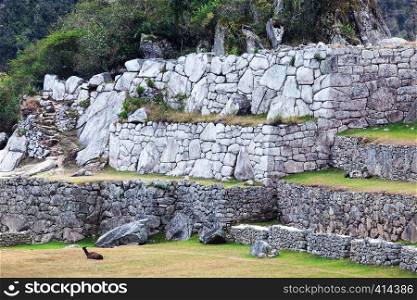 lama at the walls of Machu Picchu