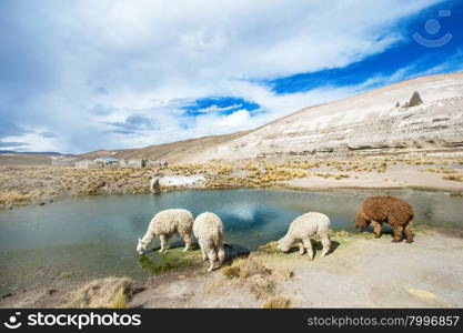 lamas in Andes,Mountains, Peru&#xA;&#xA;