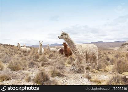 lamas in Andes,Mountains, Peru&#xA;&#xA;
