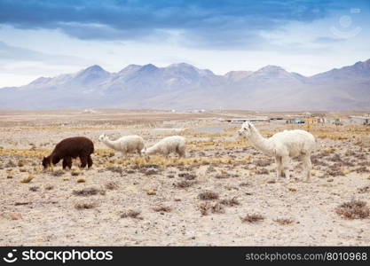 lamas in Andes,Mountains, Peru&#xA;&#xA;