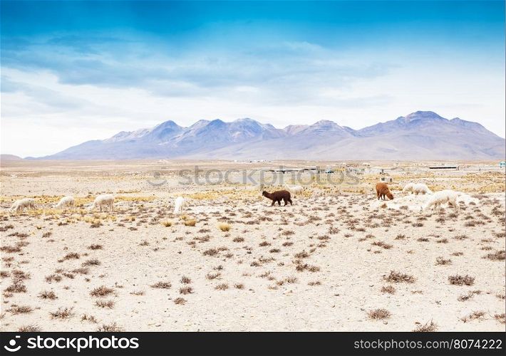 lamas in Andes,Mountains, Peru&#xA;&#xA;