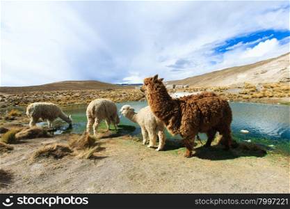 lamas in Mountains