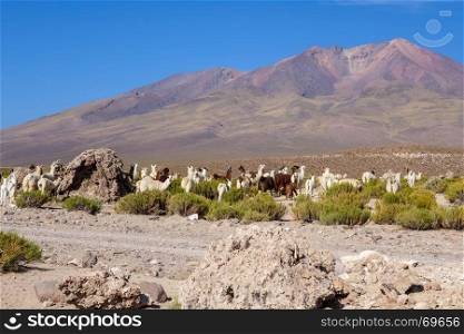 Lamas Lamas herd in Eduardo Avaroa National Park, Bolivia. Lamas herd in Bolivia