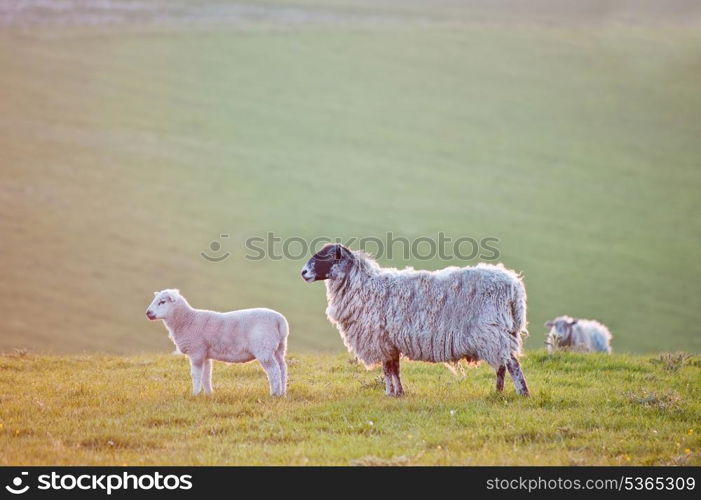 Lamb and mother face sunrise in rural landscape