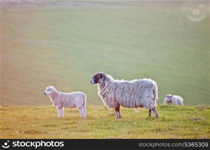 Lamb and mother face sunrise in rural landscape