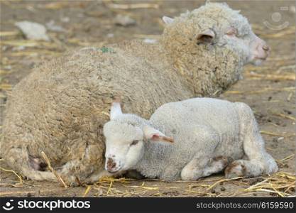 lamb and sheep in springtime inside of farm