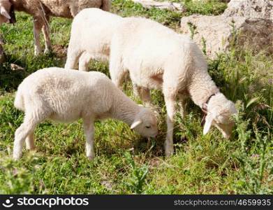Lamb grazing green grass beside his mother
