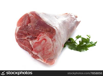 lamb knuckle in front of white background