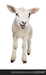Lamb. Lamb in front of a white background