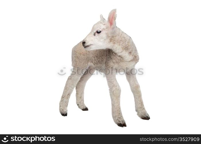 Lamb. Lamb in front of a white background