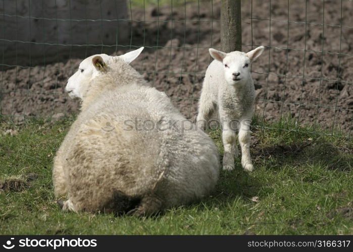 Lamb looking curiously into the camera while ma is pretending not to see