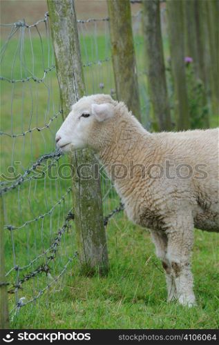 Lamb looking through barbed wire fence