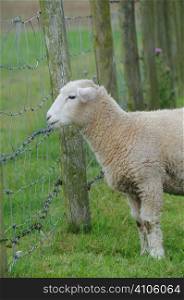 Lamb looking through barbed wire fence