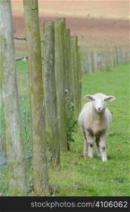 Lamb next to barbed wire fence