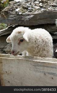 Lamb on a farm in Swanetia, Georgia, East Europe