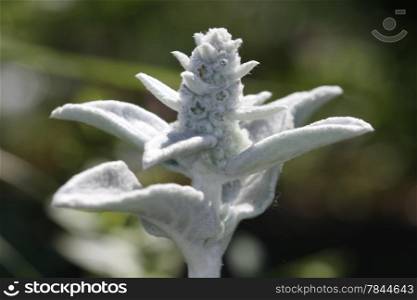 Lamb&rsquo;s Ear in the village garden
