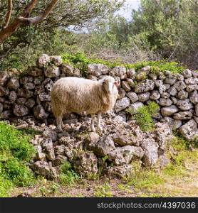 lamb sheep in mediterranean landscape at Menorca Balearic islands