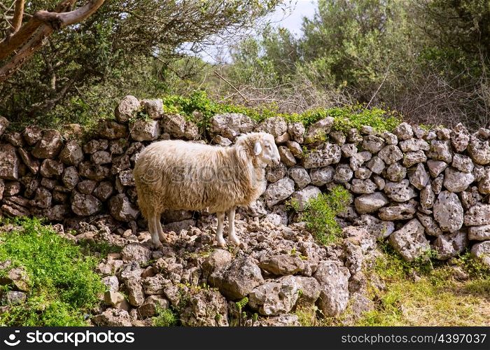 lamb sheep in mediterranean landscape at Menorca Balearic islands