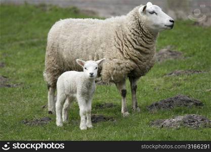 Lamb standing next to it&acute;s mom