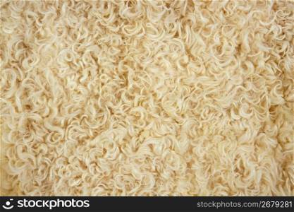 Lamb wool macro texture closeup in cream color fur