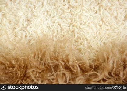 Lamb wool macro texture closeup in cream color fur