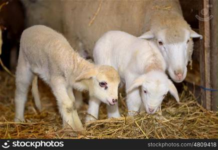 lambs and sheep in a stable