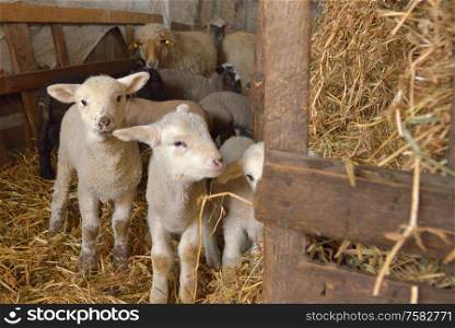 Lambs and Sheeps in a stable in Spring Time