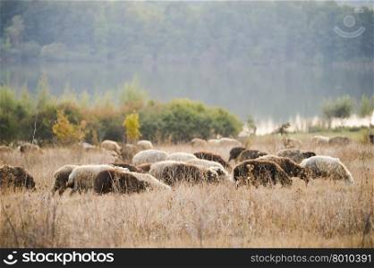 Lambs feasting in a pastoral environment. Moldova