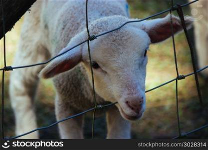 lambs on pasture