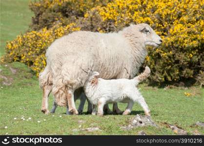 lambs suckling milk from the mother ewe