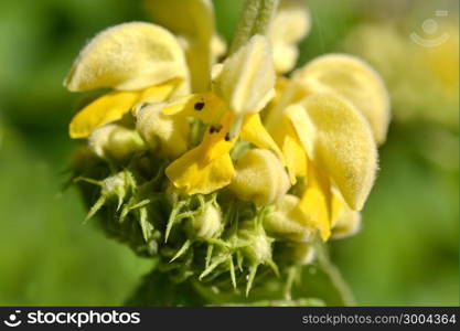 Lamiastrum galeobdolon flowers.