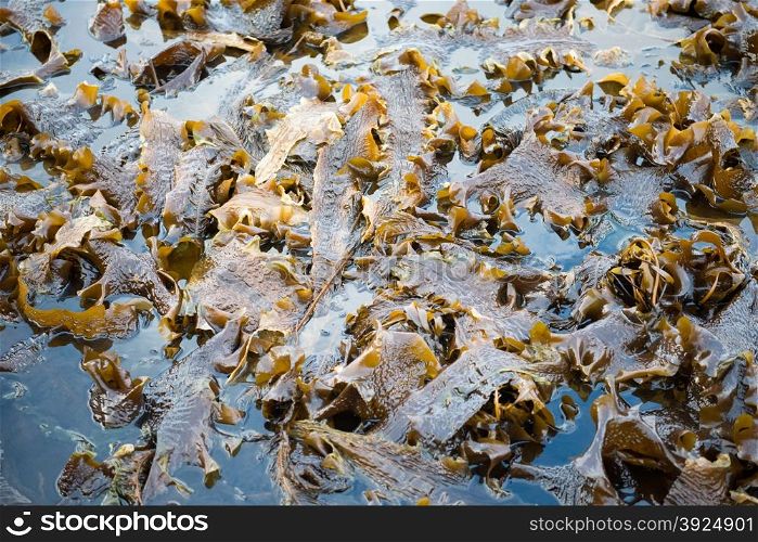 Laminaria algae at low tide. Laminaria algae in water at low tide with many stalks and leaves