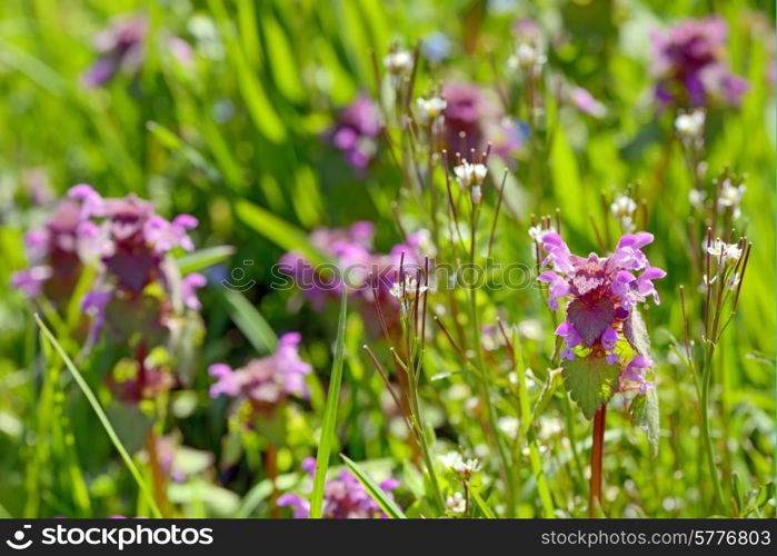 Lamium maculatum in spring time on field