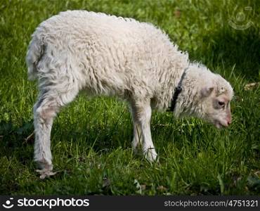 Lamm-stehend. Lamb on a green meadow