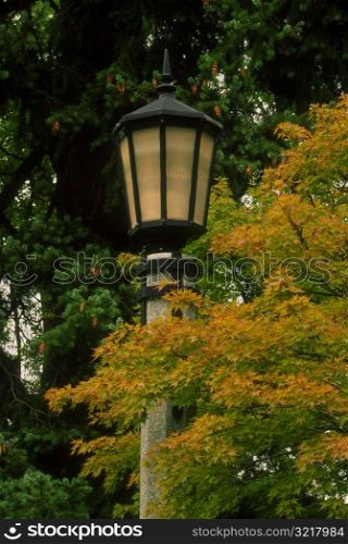 Lamp Post in the Woods