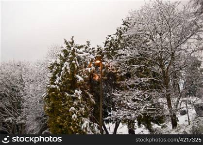 Lamppost and snow covered trees