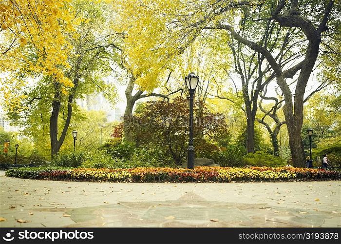 Lamppost under a tree in a park, Central Park, Manhattan, New York City, New York State, USA