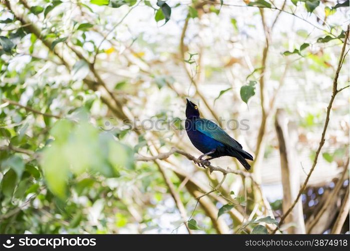 Lamprotornis purpureus perched on a stick