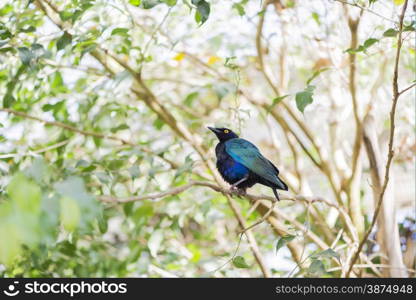 Lamprotornis purpureus perched on a stick