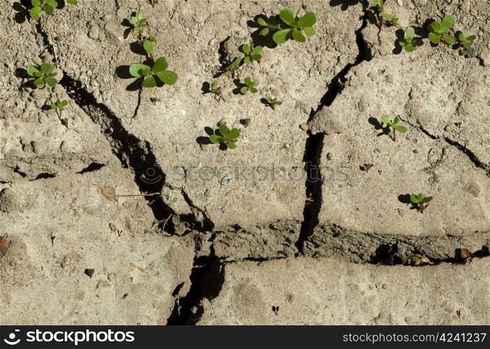 Land parched land and small green plants