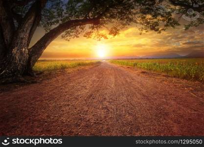 land scape of dustry road in rural scene and big rain tree plant against beautiful sunset sky use for natural background