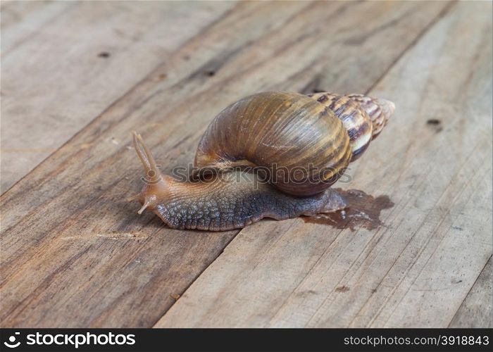 Land snails crawling on wooden plank